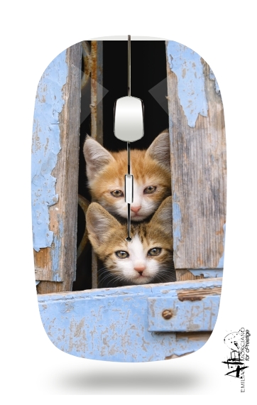  Cute curious kittens in an old window voor Draadloze optische muis met USB-ontvanger