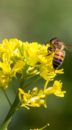 hoesje A bee in the yellow mustard flowers