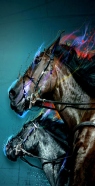 hoesje Horse-race - Equitation