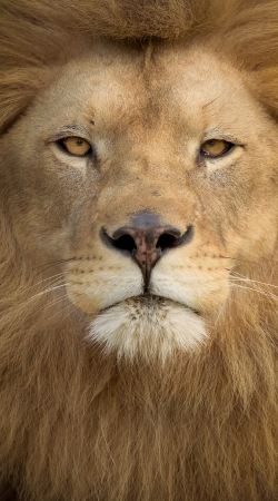 hoesje Africa Lion