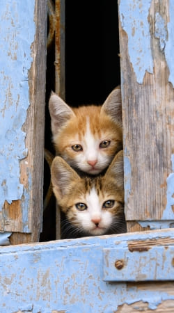 hoesje Cute curious kittens in an old window