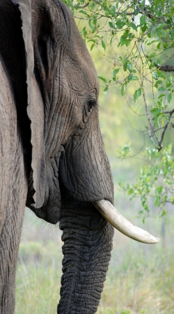 hoesje Elephant