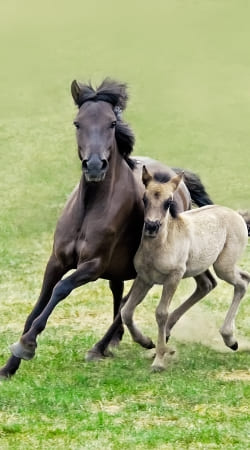 hoesje Horses, wild Duelmener ponies, mare and foal