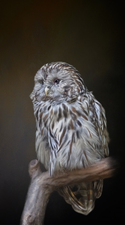 hoesje Lovely cute owl