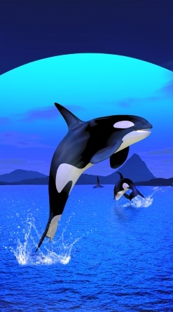 hoesje Orca Whale