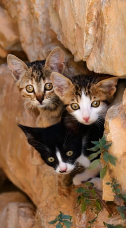 hoesje Three cute kittens in a wall hole