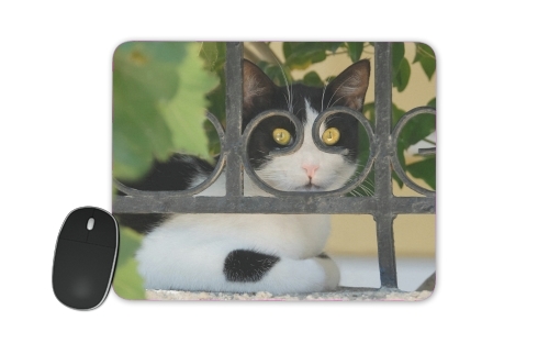 Cat with spectacles frame, she looks through a wrought iron fence voor Mousepad