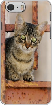 Hoesje Cute kitten on a rusty iron door  for Iphone 6 4.7