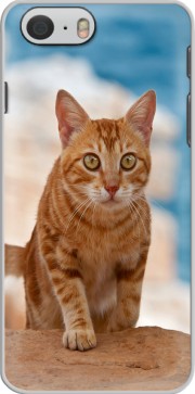 Hoesje Ginger kitten on a cliff for Iphone 6 4.7