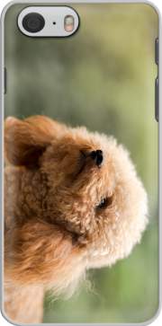 Hoesje poodle on grassy field for Iphone 6 4.7