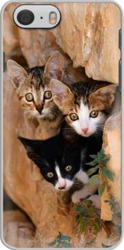 Hoesje Three cute kittens in a wall hole for Iphone 6 4.7