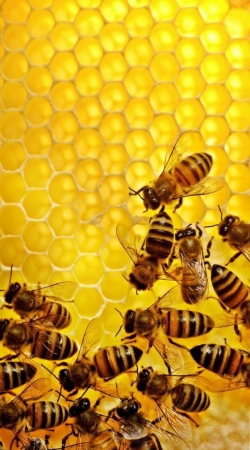 hoesje Bee in honey hive