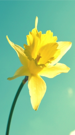 hoesje Daffodil