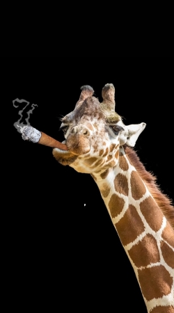 hoesje Girafe smoking cigare