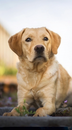 hoesje Labrador Dog