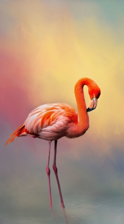 hoesje American flamingo