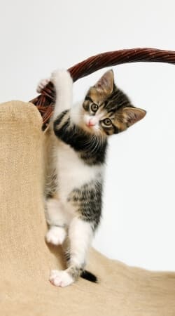 hoesje Baby cat, cute kitten climbing