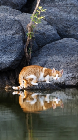 hoesje Cat Reflection in Pond Water