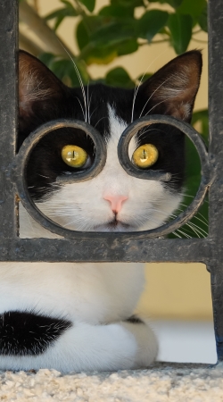 hoesje Cat with spectacles frame, she looks through a wrought iron fence