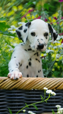 hoesje Cute Dalmatian puppy in a basket 