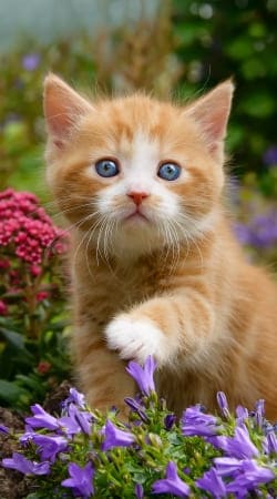 hoesje Cute ginger kitten in a flowery garden, lovely and enchanting cat