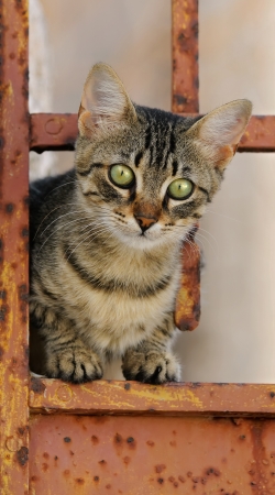 hoesje Cute kitten on a rusty iron door 