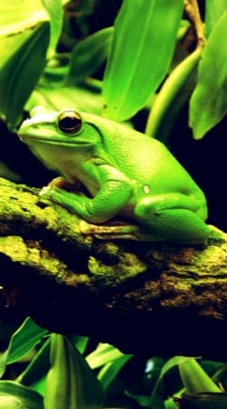 hoesje Green Frog