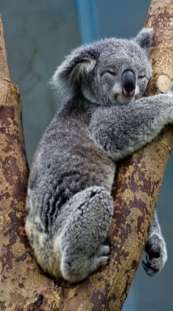 hoesje Koala Bear Australia