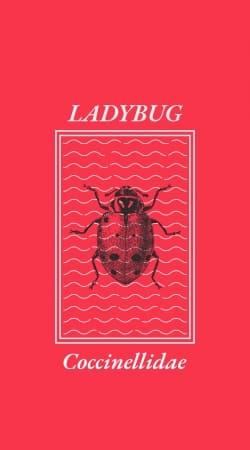 hoesje Ladybug Coccinellidae