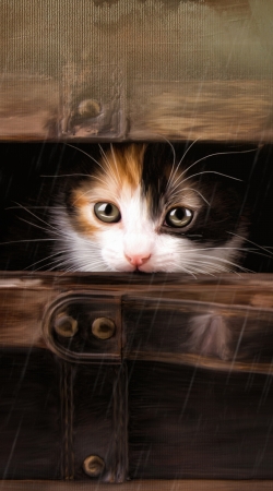 hoesje Little cute kitten in an old wooden case