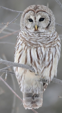 hoesje owl bird on a branch