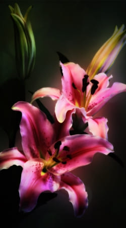 hoesje Painting Pink Stargazer Lily