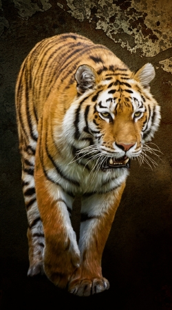 hoesje Siberian tiger