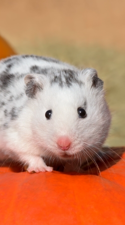 hoesje White Dalmatian Hamster with black spots 